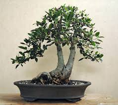 Image result for Ficus obliqua