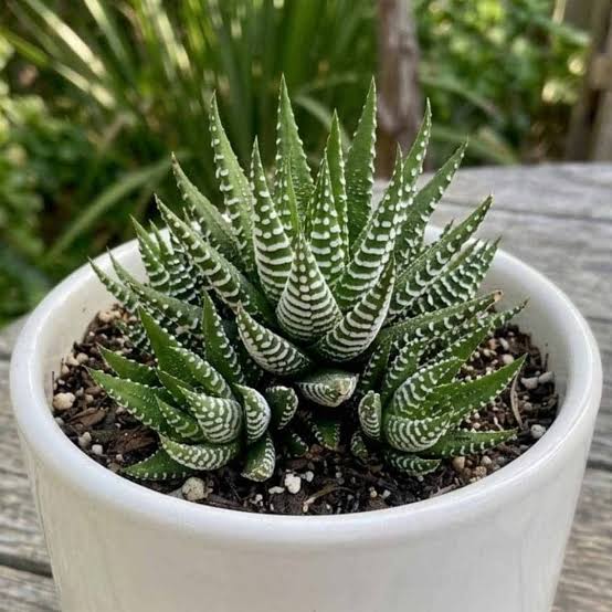 Haworthia Cactus Succulent Plant