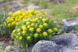 Winterharte Blumen Diese Robusten Sorten Trotzen Dem Winter Winterharte Blumen Winterhart Winterharte Pflanzen