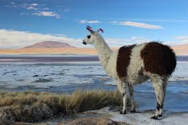 Larger than llamas, and endangered. Wallpaper Landscape Animals Lake Sand Sky Wildlife Bolivia Salt Llamas Alpacas Guanaco Cloud Mountain Grassland Livestock Llama 5184x3456 Px Fell Camel Like Mammal Ecoregion Vicuna 5184x3456 Wallhaven 825599 Hd Wallpapers
