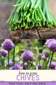 How To Grow Chives Chives Plant Growing Chives Planting Herbs