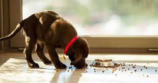 Made with four key ingredients, it is high in protein, healthy fats and other important nutrients another plus of the nutrisource brand is their wide selection of pet foods. Dog Food And Heart Disease Fda Warns 16 Dog Food Brands May Cause Heart Disease In Pets Cbs News
