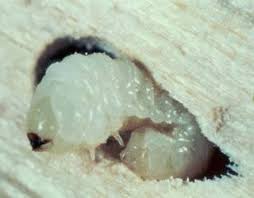 Woodworm Identification & Treatment Solutions | Peter Cox