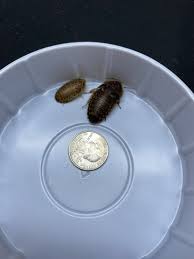 100 Large Dubia Roaches - Healthy Insect Feeders For Reptiles In Nepal At  Npr 3969, Rating: 5