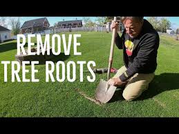 But often over time, their roots become exposed, and the grass underneath them struggles. How To Remove Exposed Tree Roots In The Lawn Ultra Satisfying Youtube
