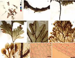 Image result for Hymenophyllum