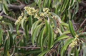 Image result for Ozoroa