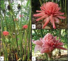 Image result for Etlingera