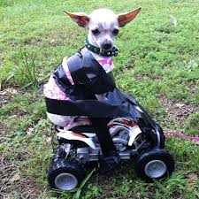 By rotowire staff | rotowire. How To Teach Your Dog To Ride A Atv He Does Not Look Impressed