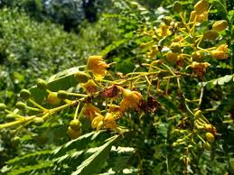 Image result for Caesalpinia sappan