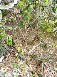 Image result for Aloe mossurilensis