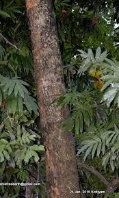 Image result for Aphanamixis polystachya