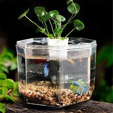 Our team of experts has selected the best betta fish tanks out of hundreds of models. Small Acrylic Betta Aquarium Fish Tank Starter Breeding Isolation Box Set Aquariums Pet Supplies