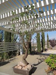 Image result for Adansonia digitata