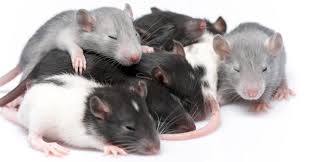 baby rats a guide to baby rat care behavior and development