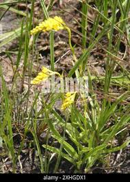 Image result for Schizochilus