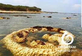 Pantai caruban menjadi pilihan untuk pariwisata bahari di kabupaten rembang. Perum Perhutani