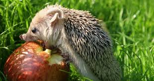 Bauanleitung Ein Futterhaus Fur Igel Igel Im Garten Igel Futterhaus