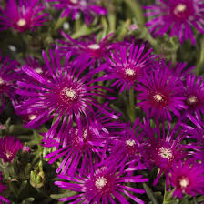 Image result for Delosperma spp.