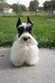 Teacup Schnauzer Full Grown Google Search Teacupdogslist Teacupdogs Teacupbreeds Popularteacups Schnauzer Puppy Cute Dogs Miniature Schnauzer