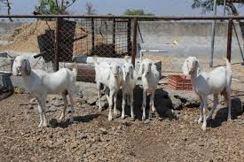 Görünümler 9 b2 aylar önce. Goat Breeds Goat Breeds Are Some Of The Oldest Defined Animal Breeds For Which Breed Standards And Production Records Have Been Kept Selective Breeding Of Goats Generally Focuses On Improving Production Of Fiber Meat Dairy Products Or Goatskin