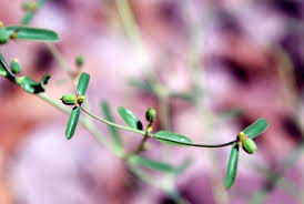 Image result for Euphorbia glanduligera