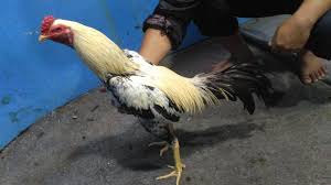 Ayam bangkok ayam saigon ayam birma ayam magon ayam pama ayam mathai, menorehbreeder jual beli ayam siam ganoi saigon vietnam shamo birma burma pakhoe pakhoy komentar : 47 Poto Ayam Mangon Ori Gif