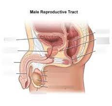 Human Anatomy And Physiology Ii Male Reproductive System Diagram Quizlet