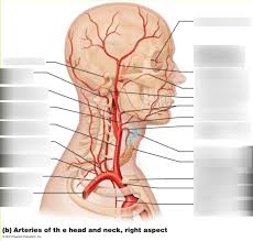 The carotid arteries are major blood vessels in the neck that supply blood to the brain, neck, and face. Topic 2 Head And Neck Arteries Side View Diagram Quizlet