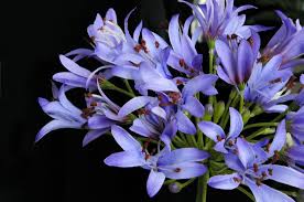 Impara i nomi dei fiori in italiano. Evergreens Fiori E Piante Ornamentali Artificiali