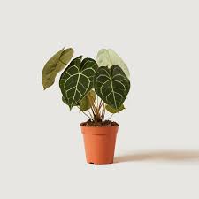 Anthurium clarinervium is a stunning foliage houseplant in the aroid family and is sure to stop you in your tracks with its dark green, deeply lobed heart shaped leaves and contrasting white veins.many species in the anthurium genus can get prohibitively large inside the home. Anthurium Clarinervium Giant Laceleaf Patch