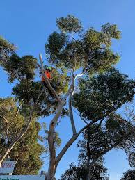 Tree Removal & Arborist Services In Sunbury | Tree Amigos