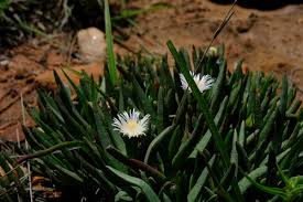 Image result for Conostomium zoutpansbergense