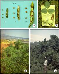 Image result for Psophocarpus lancifolius