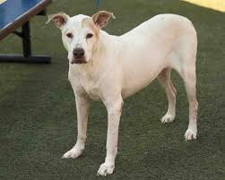 Polka dogz pet rescue has recently moved into a new home in the central florida area. Sweet Friendly Ollie Is 11 Years Old And Free To Adopt From Orange County Animal Services Gimme Shelter Orlando Orlando Weekly