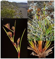 Image result for Costularia natalensis