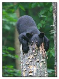 Black Bear Population By State 2019 Pin On Ahh Bears