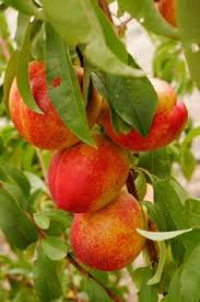 Since each fruit only houses one seed, the tree wants to hold on to all the fruit. 10 Edible Stone Fruit Ideas Fruit Stone Fruit Fruit Trees