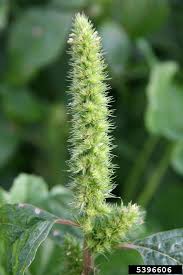Image result for Amaranthus cruentus