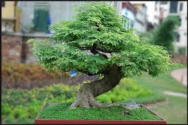 Bonsai Toko Taman