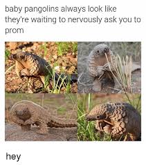 Neal was born in captivity to bushmeat traders, and without ofua's assistance, he wouldn't survive. 25 Best Memes About Baby Pangolin Baby Pangolin Memes
