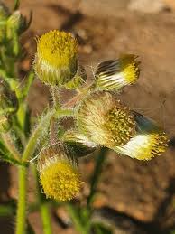 Image result for Nidorella aegyptiaca