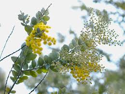 Image result for Acacia podalyriifolia