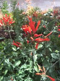 Image result for Dicliptera extenta