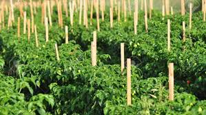 Ce modèle de business plan est indispensable pour ouvrir une exploitation agricole facilement. Fountain Pepper Farm Business Plan 2021 Ogscapital Com