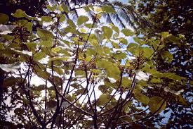 Image result for Macaranga mellifera