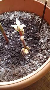 They also contain zinc, manganese, calcium, sodium, magnesium, iron, and potassium. White Leaves Mutant Avocado