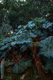 Image result for Myrothamnaceae