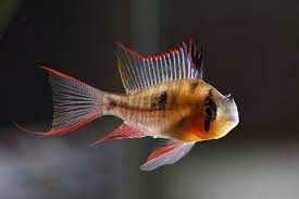 Wunschzettel vergleichsliste frage zum produkt. Bolivianischer Schmetterlingsbuntbarsch Aquarium Fische Susswasser Aquarium Fische Gefullter Fisch