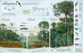 National Geographic S Classic Infographics Now In One Stunning Book Infographic National Geographic Rainforest